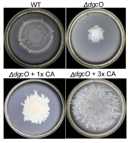 Microbiology Monday: To swim or to swarm? 🦠While c-di-GMP inhibits swimming to promote biofilm formation in E. coli, elevated levels of the secondary message molecule trigger production of a surfactant (colanic acid) that aids swarming. #mBio: asm.social/2pm