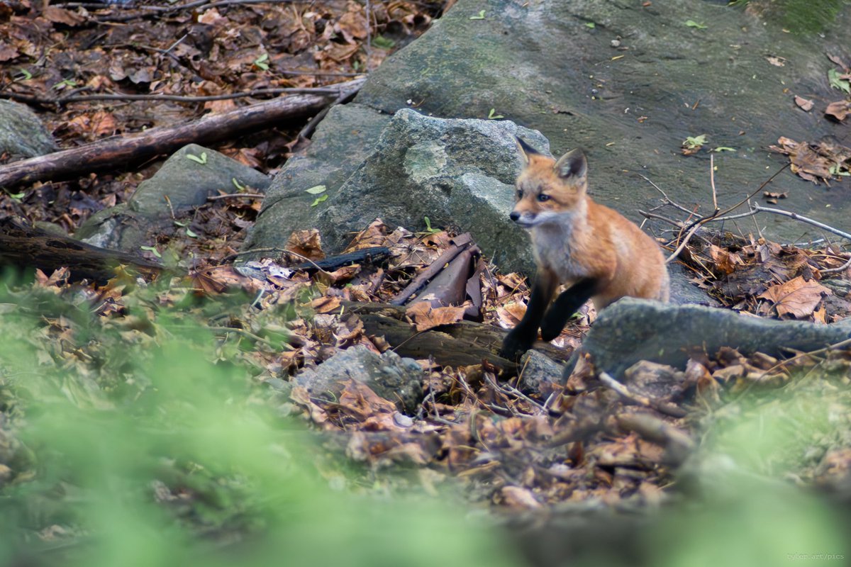 TYLRwithspaces's tweet image. New neighbors 🦊