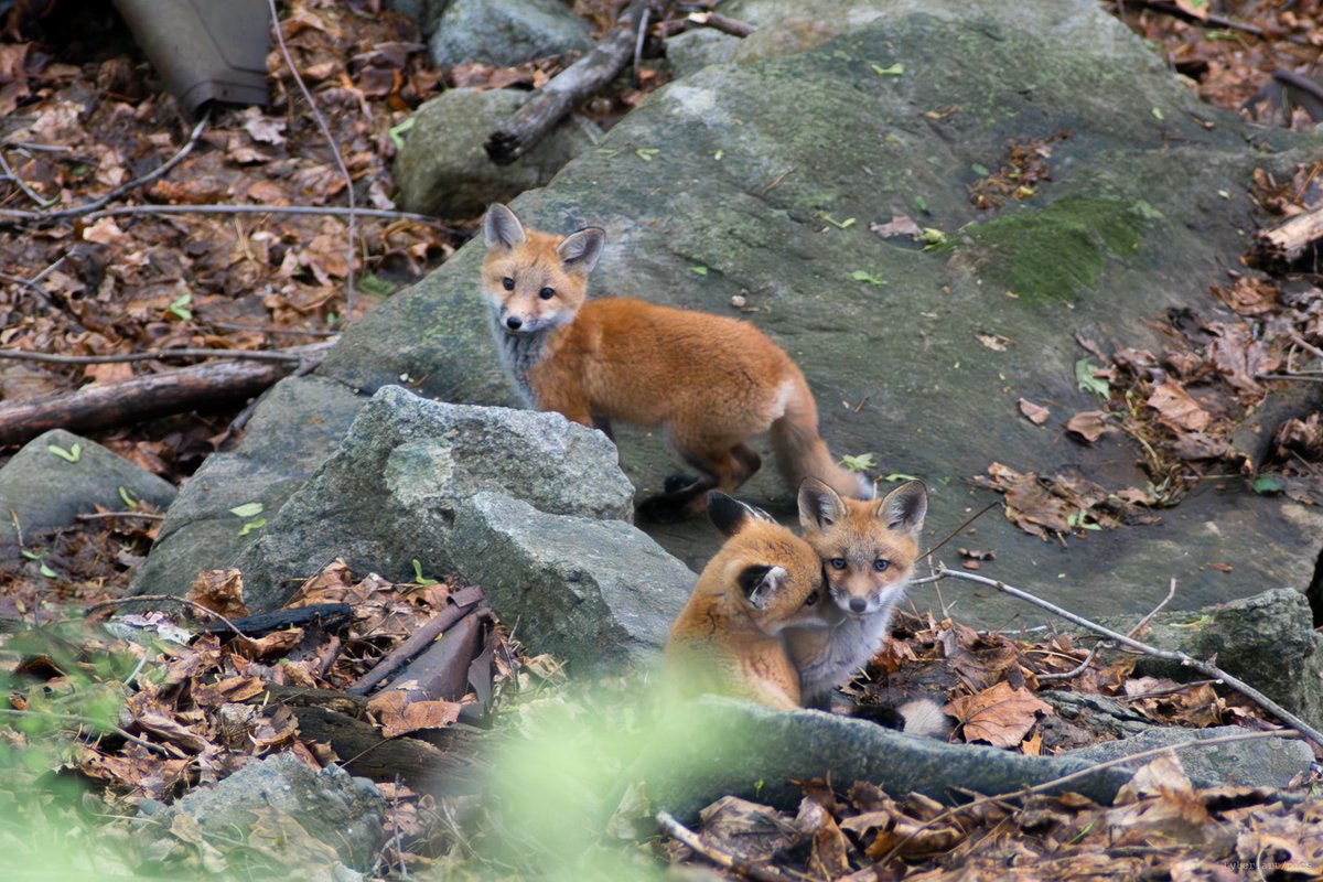 TYLRwithspaces's tweet image. New neighbors 🦊