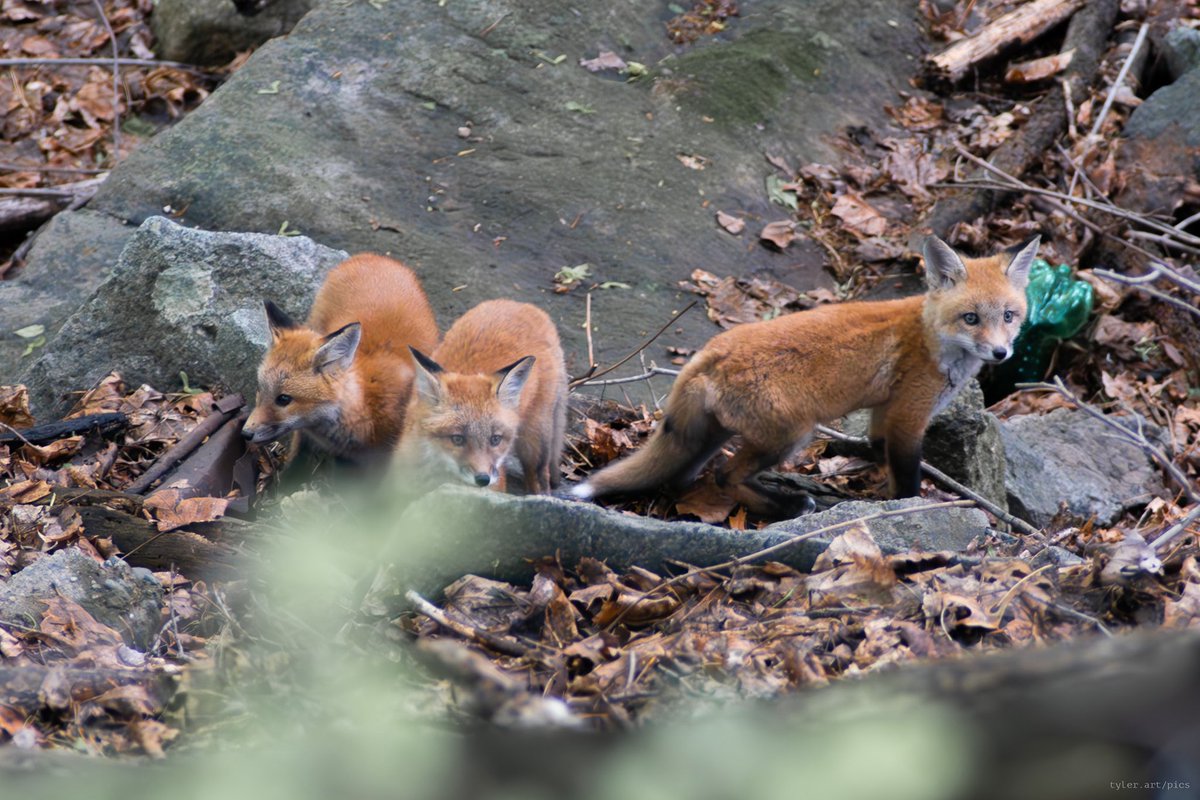 TYLRwithspaces's tweet image. New neighbors 🦊