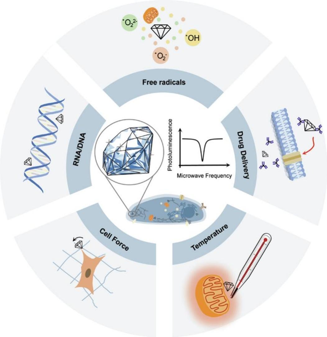 Editors of Advanced Drug Delivery Reviews (@addreditors) on Twitter photo ADDR Open Access: Nanodiamond-Based Sensing: A Revolution for Biosensors in Capturing Elusive Bio-signals in Living Cells.
By Heemin Kang & coworkers, Korea Univ. <a href="/KoreaCRS/">CRS Korea Chapter</a>
#nanodiamond #biosensor
kwnsfk27.r.eu-west-1.awstrack.me/L0/https:%2F%2… ADDR Open Access: Nanodiamond-Based Sensing: A Revolution for Biosensors in Capturing Elusive Bio-signals in Living Cells.
By Heemin Kang & coworkers, Korea Univ. <a href="/KoreaCRS/">CRS Korea Chapter</a>
#nanodiamond #biosensor
kwnsfk27.r.eu-west-1.awstrack.me/L0/https:%2F%2…