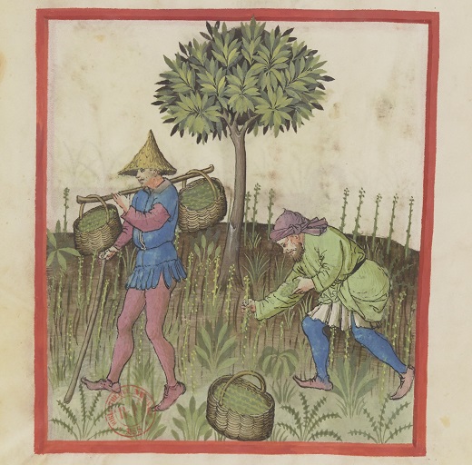 #LePotagerdeGallica Sur le blog, focus sur l'#asperge, véritable hirondelle du printemps, qui serait à la fois le plus aristocratique, le plus agréable, le plus vertueux des légumes ! gallica.bnf.fr/accueil/fr/htm…