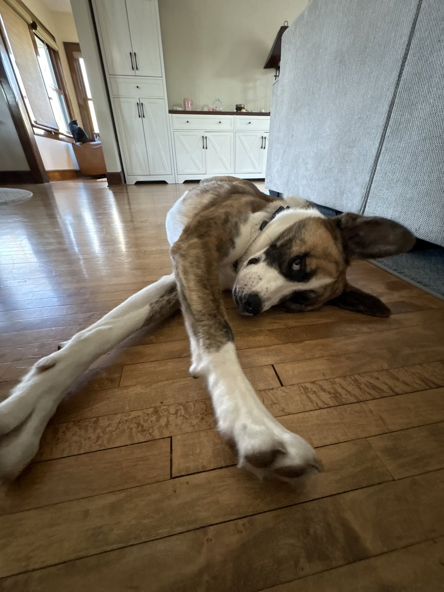 CFUnaStamus's tweet image. Who’s ready for Monday?! Let’s goooo!!!!

#nevermissamonday #sunshine #minnesotaspring #happymonday #happyplace #functionaltraining #morethanjustagym #crossfitunastamus #unastamusfitness #elkriver #elkrivermn