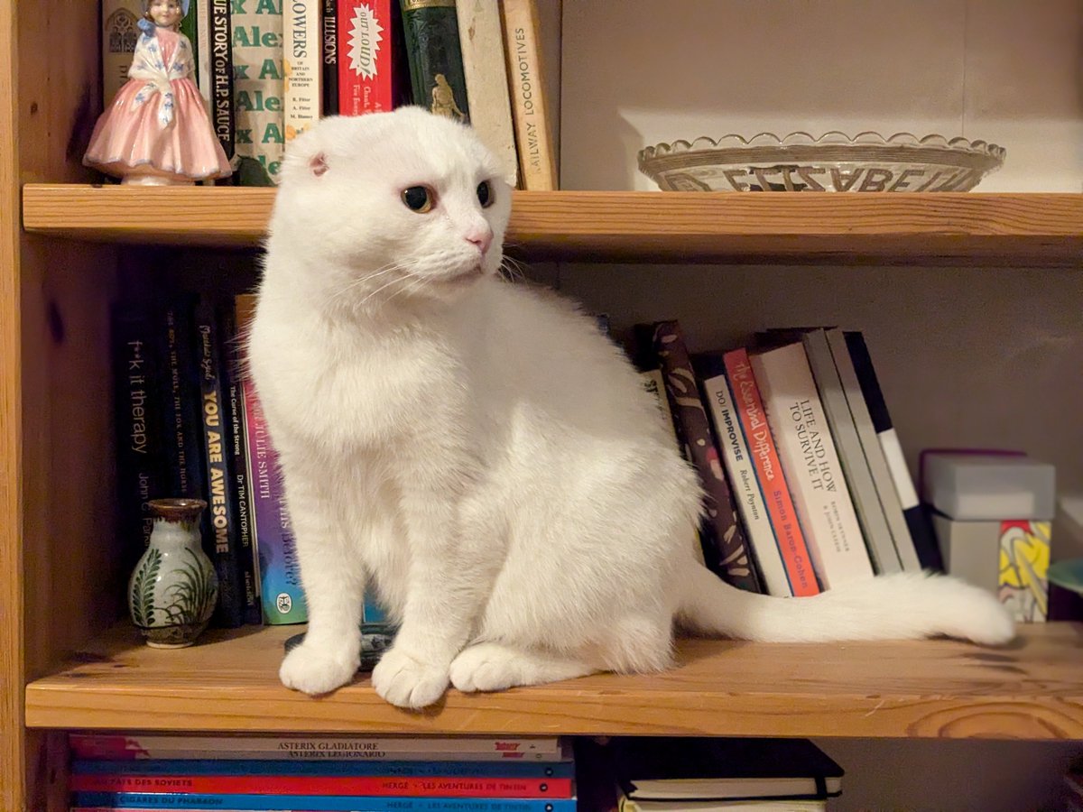 Smiley News (@smileynews) on Twitter photo This week’s going to be a scorcher – and not just for humans!
Gracie, a white cat from Berkshire, survived skin cancer caused by sunburn. Thanks to <a href="/CP_Bracknell/">CP Bracknell</a> her recovery is now raising awareness about pet sun safety.
Read here for the full story: smileymovement.org/news/gracie-th… This week’s going to be a scorcher – and not just for humans!
Gracie, a white cat from Berkshire, survived skin cancer caused by sunburn. Thanks to <a href="/CP_Bracknell/">CP Bracknell</a> her recovery is now raising awareness about pet sun safety.
Read here for the full story: smileymovement.org/news/gracie-th…