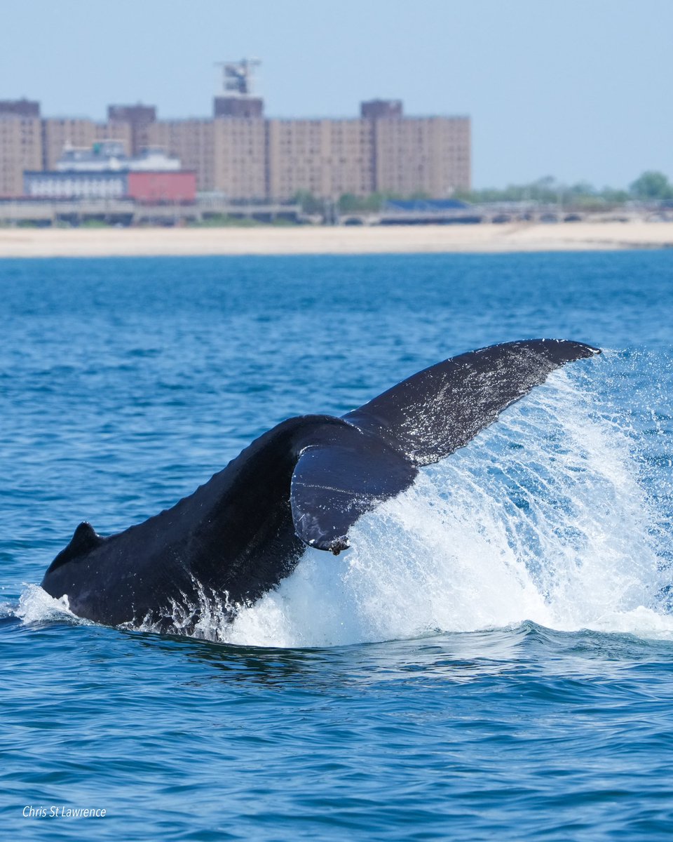 ᴄʜʀɪs 🐳 tweet media