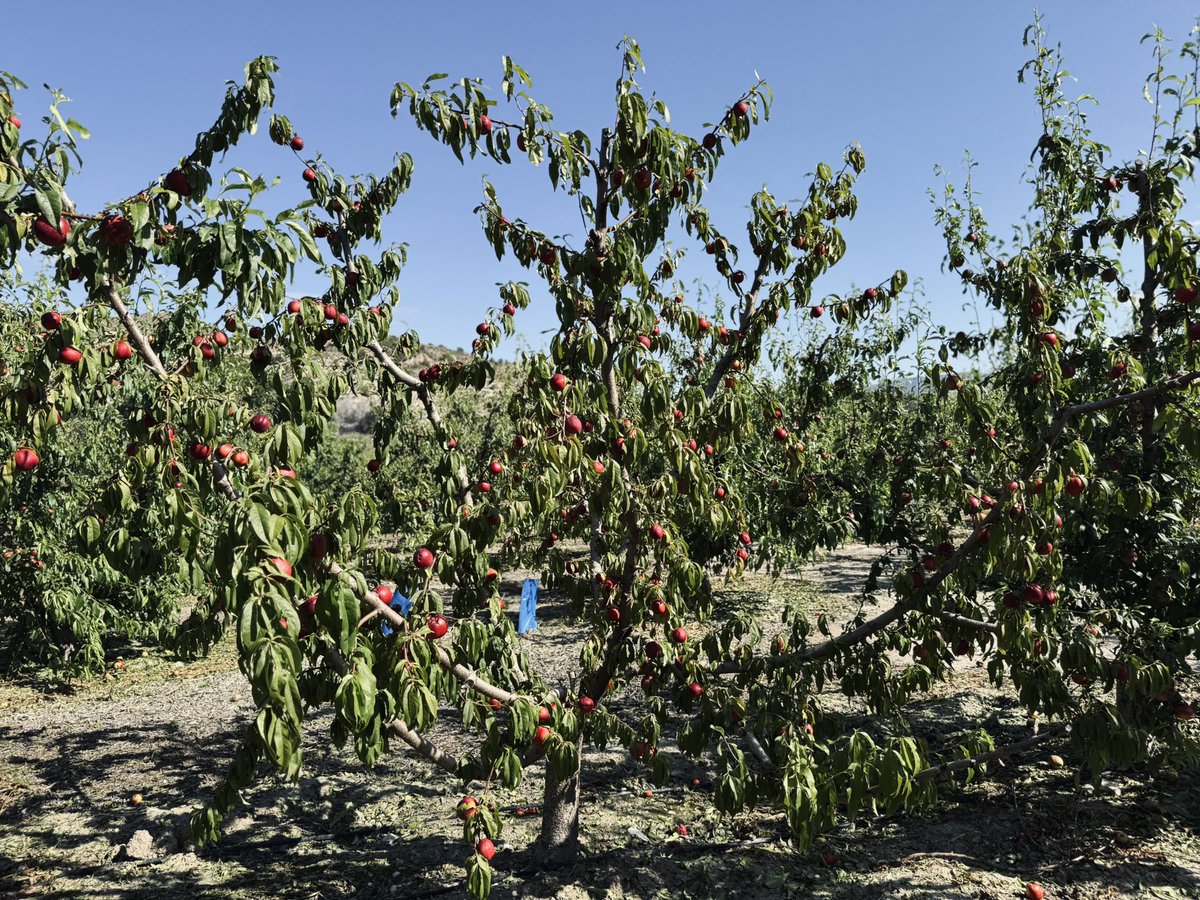 🤝🏽 La consejera de Agricultura se compromete con Archena a colaborar en la valoración de daños a través del Ministerio para que el Ayuntamiento solicite la declaración de zona catastrófica tras la tormenta de granizo del pasado sábado.