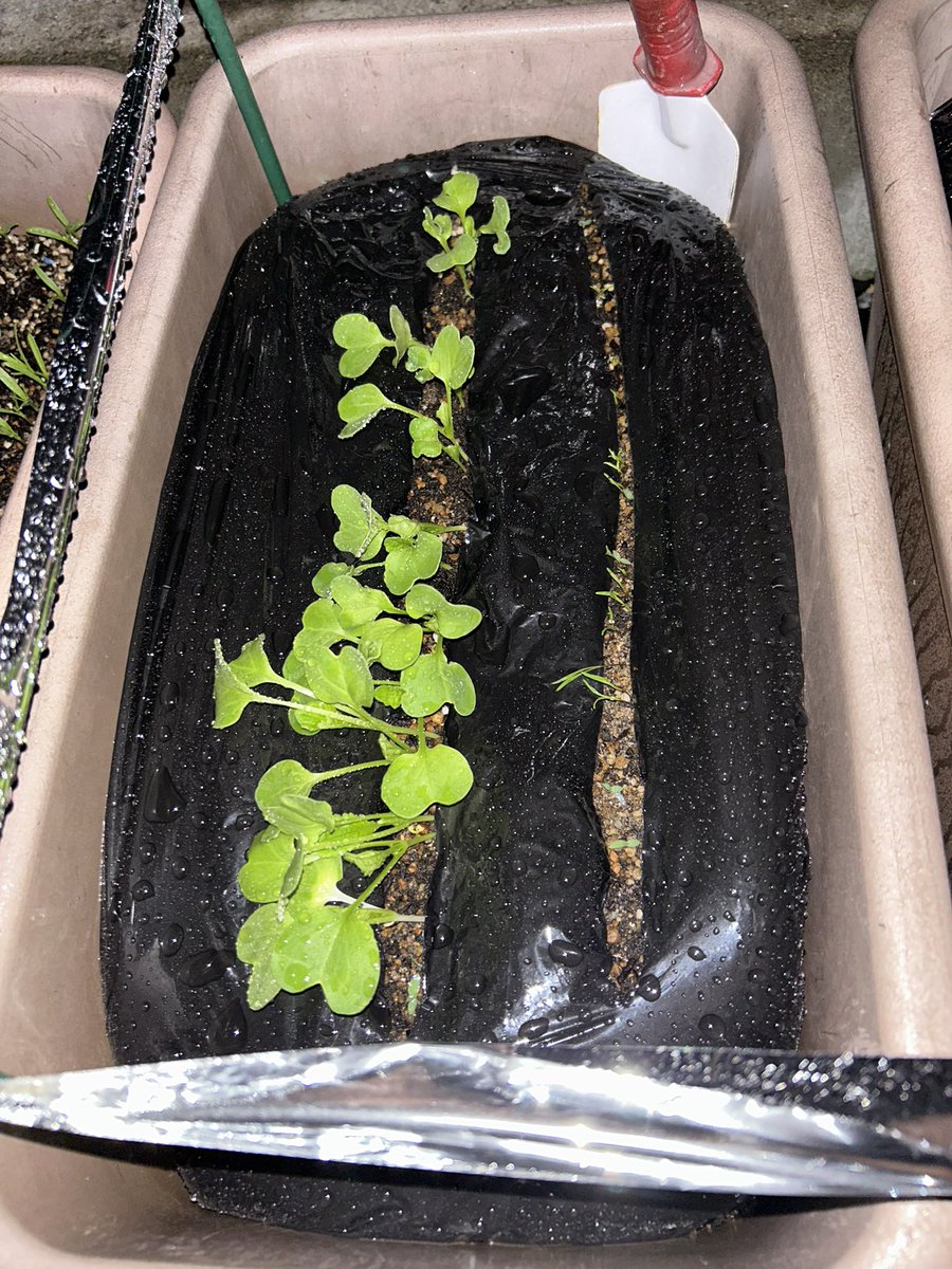 しずく🧡🌵@たにらー tweet media