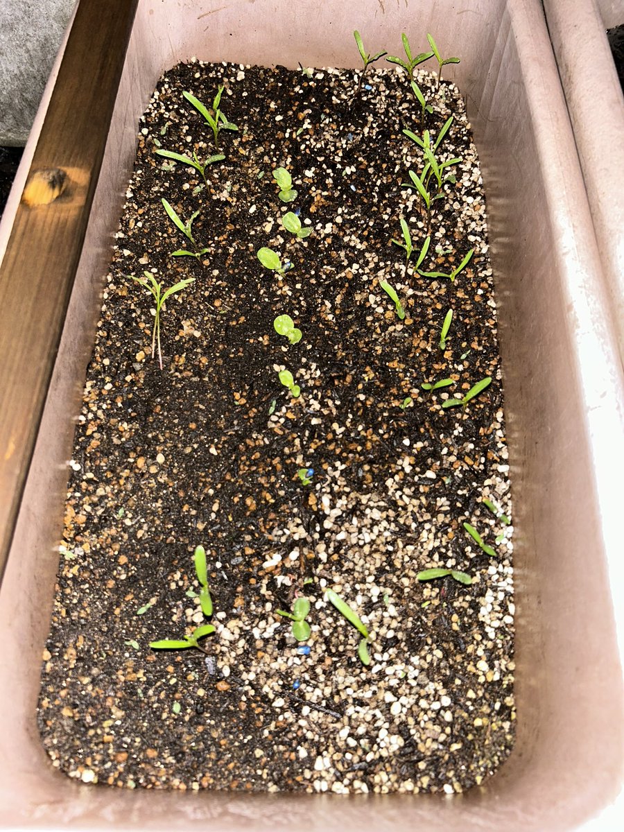 しずく🧡🌵@たにらー tweet media