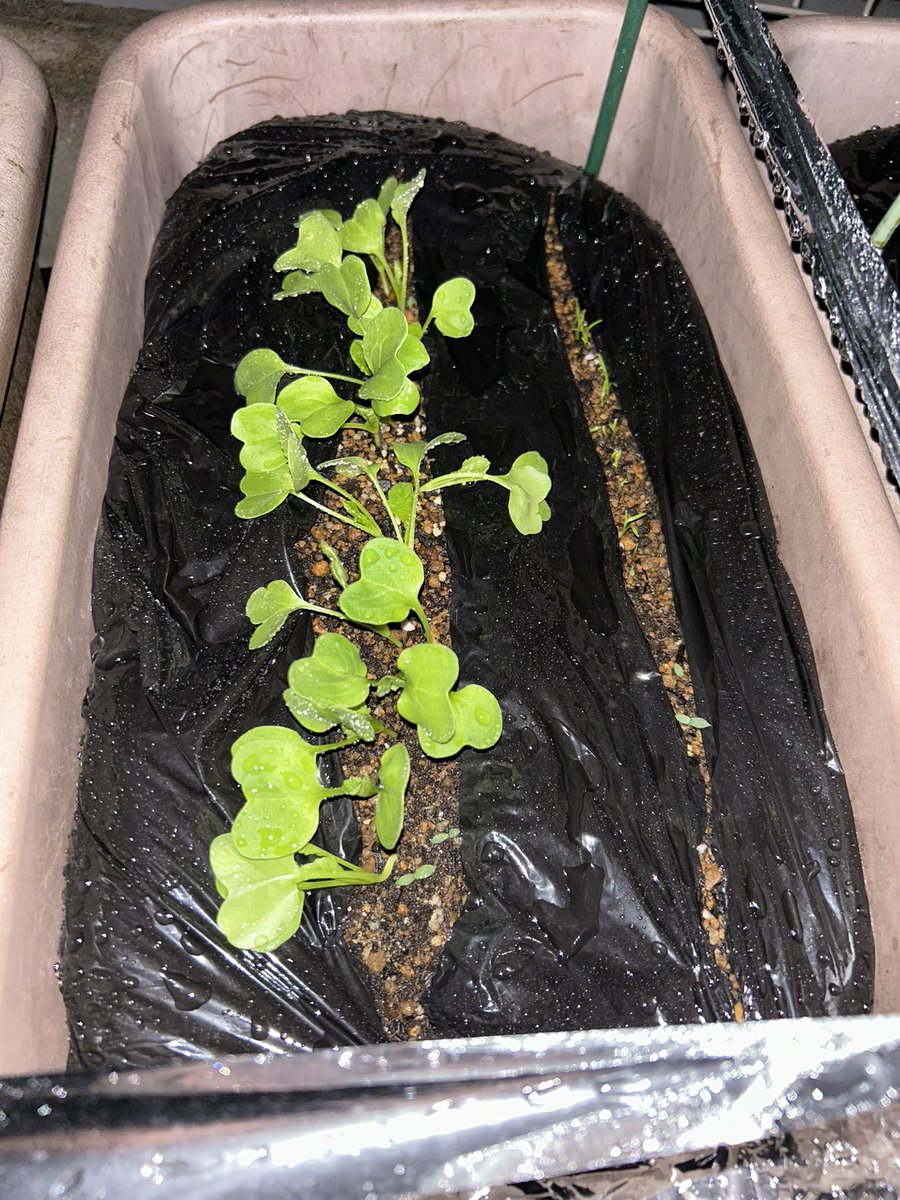 しずく🧡🌵@たにらー tweet media