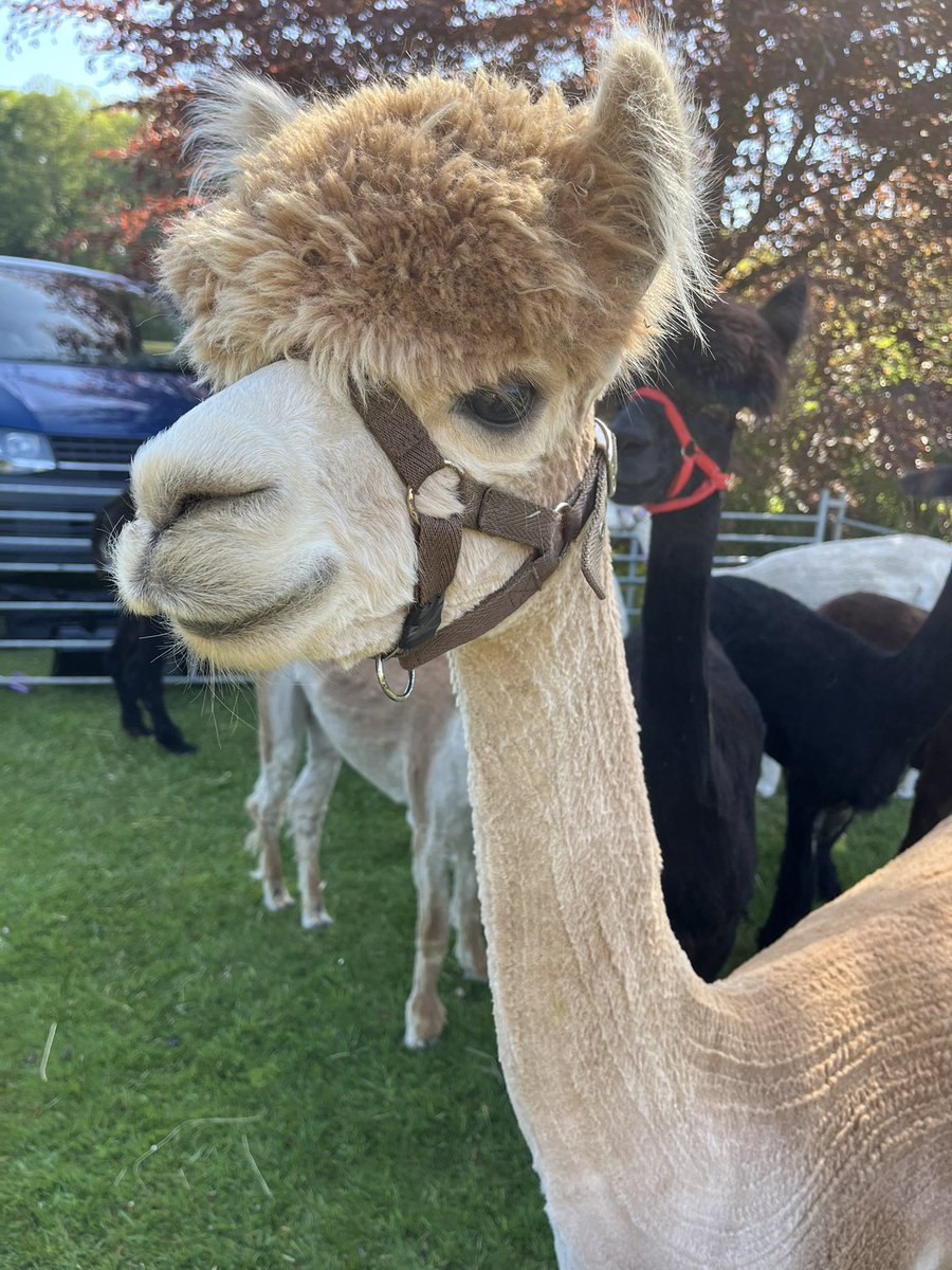 RCLutterworth's tweet image. A big thank you to our wonderful community for supporting the Rotary fair yesterday at Misterton Hall. We raised around £7500 which will be split between LOROs and Rotary Charities. Everyone seemed to have an enjoyable day. See you all next year.