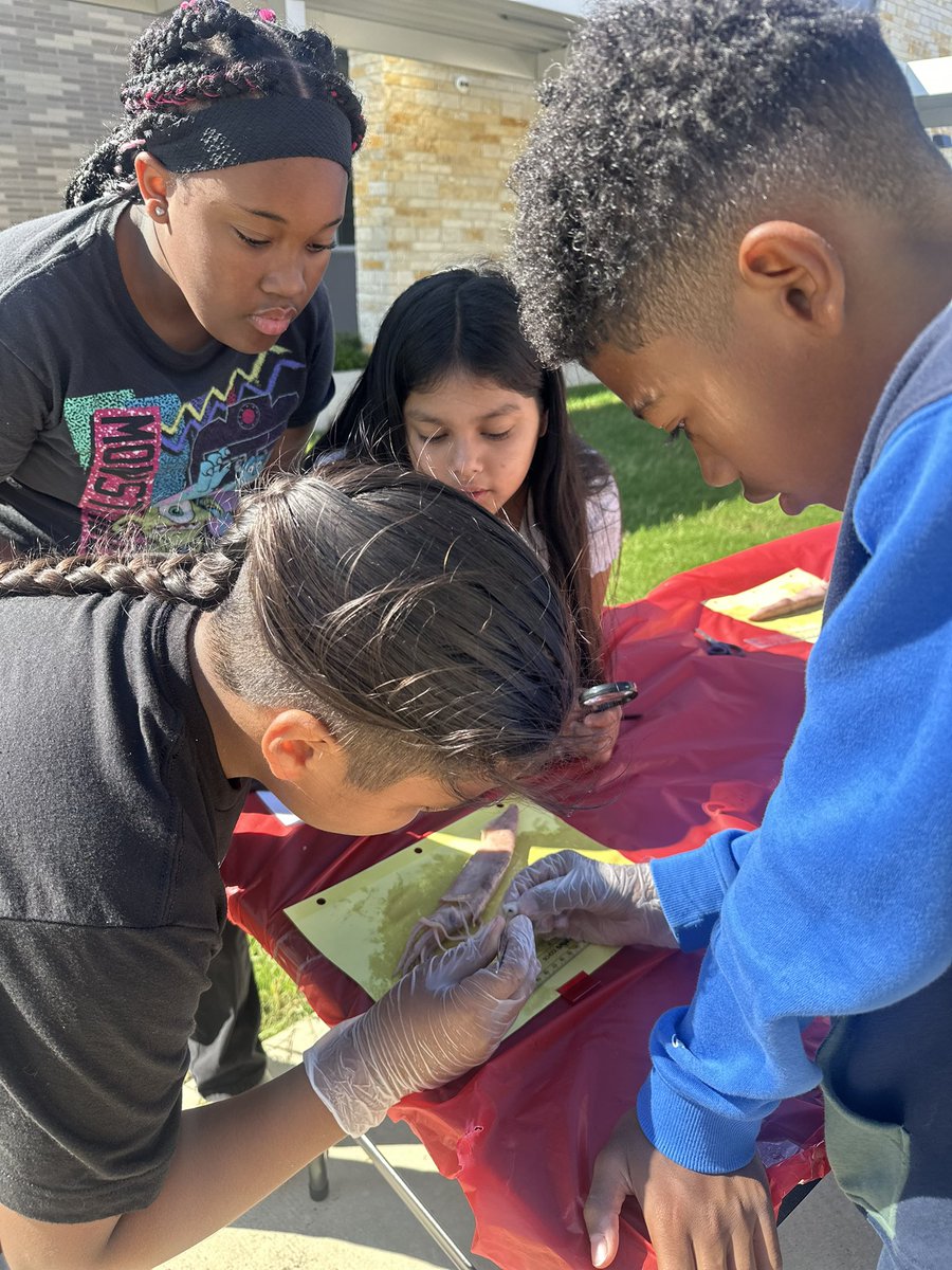 Rodriguez Elementary (@smcisd_rod) on Twitter photo Friday our 5th graders had the chance to get outside and complete their highly anticipated squid dissection! 🦑 Thank you to <a href="/TesiaDaniel/">Tesia Daniel</a> for leading this whole group & hands on effort! #TheKnightWay 💜 Friday our 5th graders had the chance to get outside and complete their highly anticipated squid dissection! 🦑 Thank you to <a href="/TesiaDaniel/">Tesia Daniel</a> for leading this whole group & hands on effort! #TheKnightWay 💜