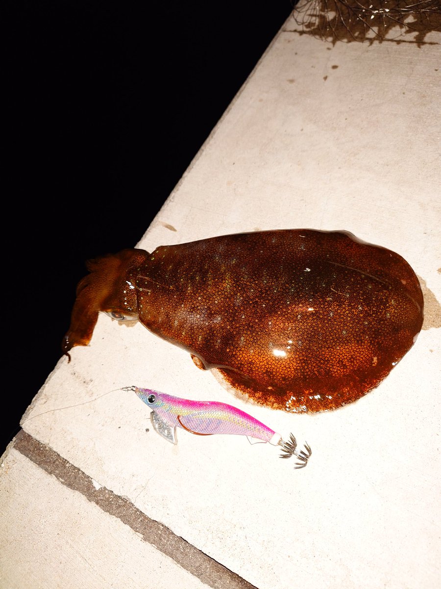 4ぱいめ♥今シーズンメスしか釣れん、メスイカにはモテたくないんや😂
