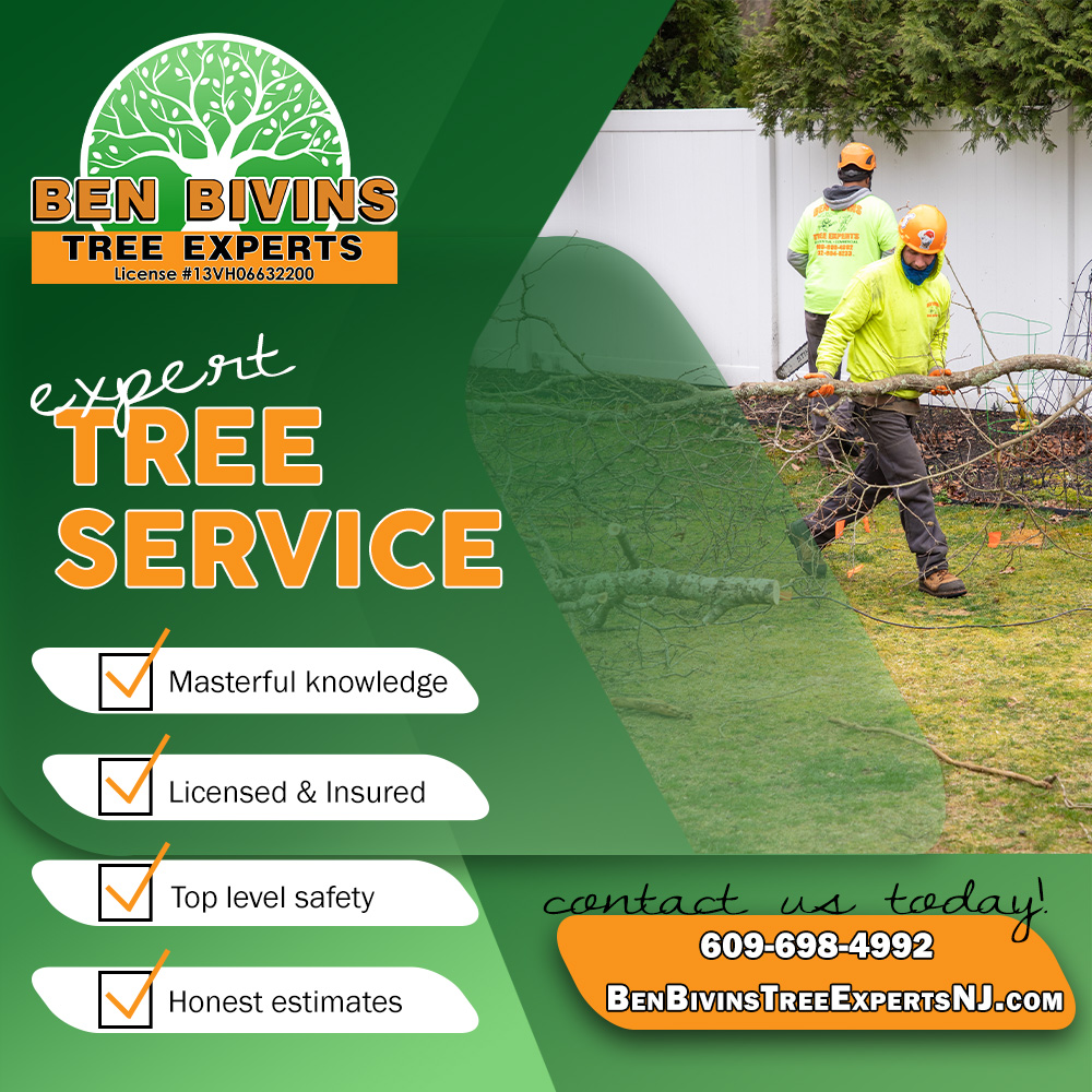 BivinsTree's tweet image. From tree trimming to removals, emergency response, &amp;amp; firewood—Ben Bivins Tree Experts has you covered year-round. Call today for the expert service NJ trusts.

#TreeRemoval #EmergencyTreeService #NJTreeCare #TreeExpertsNJ #SafeTreeService #TrustedProfessionals #TreeTrimming