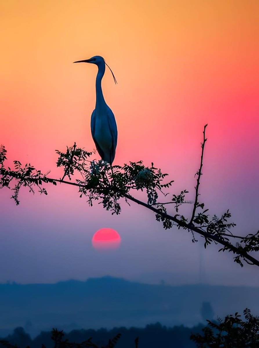 Pavlo 🏝️🐬 (@pavlo_ua) on Twitter photo 