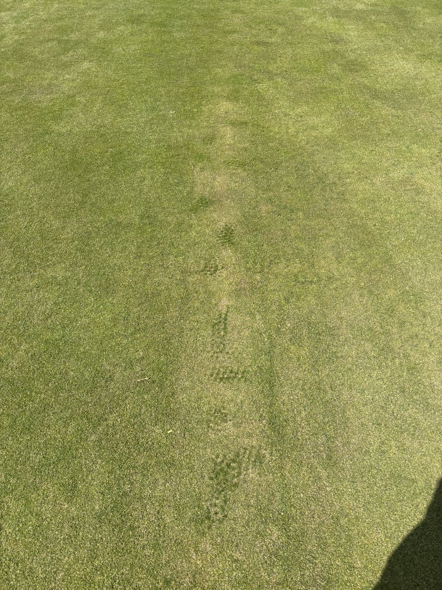 Crompton and Royton Greens (@crgcgreens) on Twitter photo Maintenance monday - light groom followed by a cut, then a very light top dressing, brush & on with the black gold TX 5-2-8. All washed in with the irrigation, so not interruption with play.
<a href="/terralift/">Terralift</a> <a href="/Aitkens_turf/">๐ธ๐๐๐๐ผโ๐</a>
Also starting to see bent grass coming through on the greens. Maintenance monday - light groom followed by a cut, then a very light top dressing, brush & on with the black gold TX 5-2-8. All washed in with the irrigation, so not interruption with play.
<a href="/terralift/">Terralift</a> <a href="/Aitkens_turf/">๐ธ๐๐๐๐ผโ๐</a>
Also starting to see bent grass coming through on the greens.