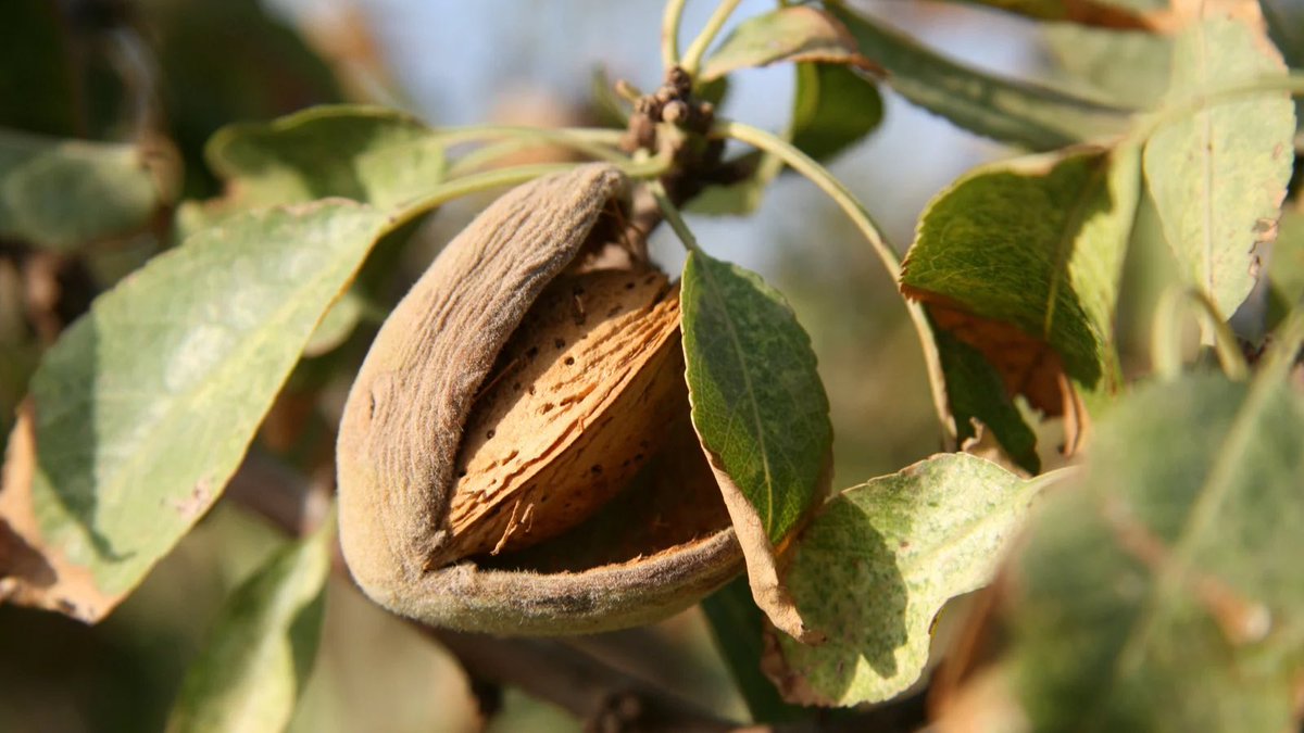 ☝️Formación en el Cultivo del Almendro. 
Primera parada 👉 ‘PODA EN VERDE DE ALMENDRO’🍃 para agricultores, profesionales y técnicos/as del sector agrario.

📌Inicio este martes en <a href="/IfapaJunta/">IFAPA</a> de Palma del Río con 10 horas lectivas.

📅13 y 14 mayo

coitand.es/2025/04/30/cur…