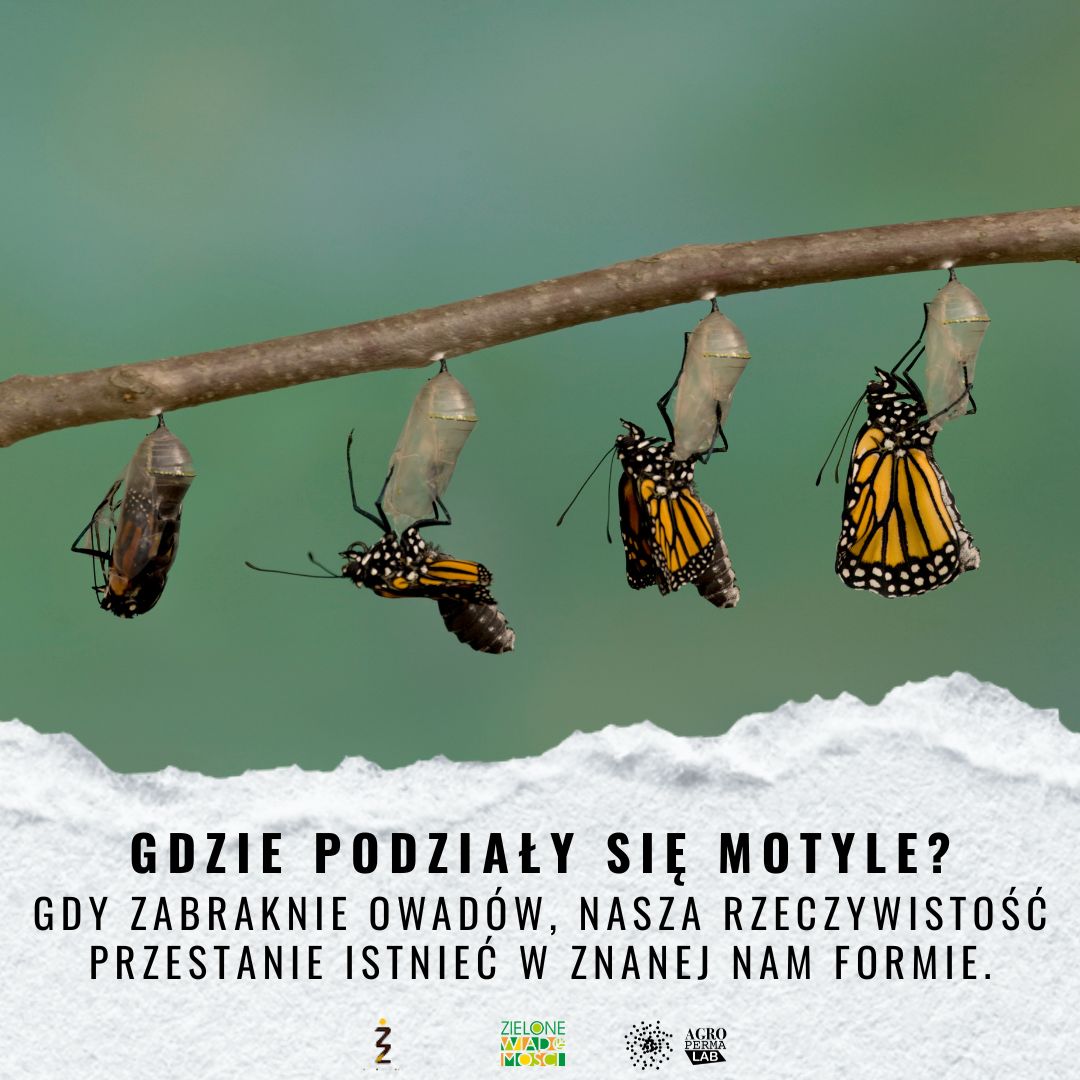 Świat bez owadów, świat który znamy, po prostu się rozpadnie. Ale czy jeszcze potrafimy to sobie wyobrazić?

zielonewiadomosci.pl/zw/owadow-ubyw…