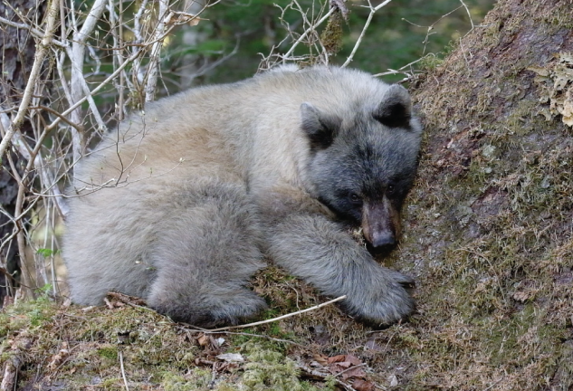 Glacier Bears Offer Insight to Human Health | UofM researcher utilizing a rare color variant of American Black Bears to understand human hair greying.

Read Full Story: ow.ly/CK0j50VMYI8

 #GlacierBears #BlackBears #WildlifeResearch #NatureScience