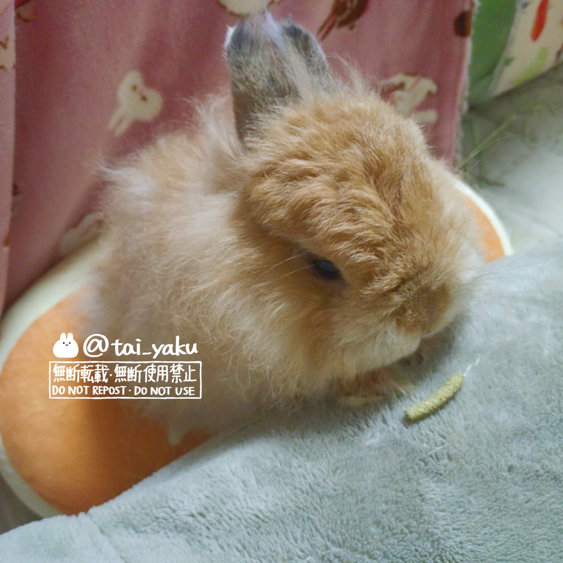 うさちゃんハウスにトンネルを開通したついんず‪ꪔ̤‪ ꪔ̤ 破壊の‬‬