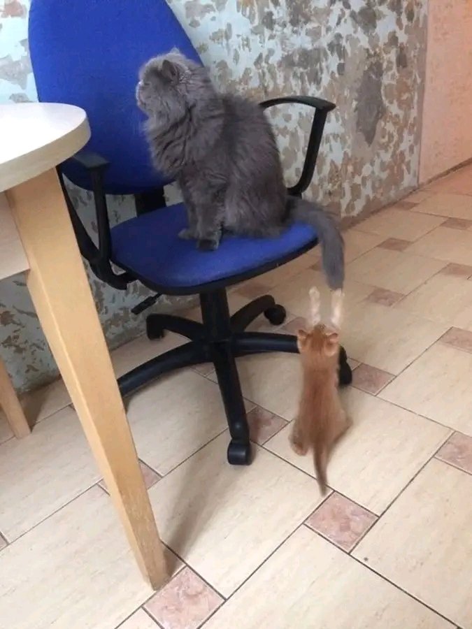 🐈😺🐈