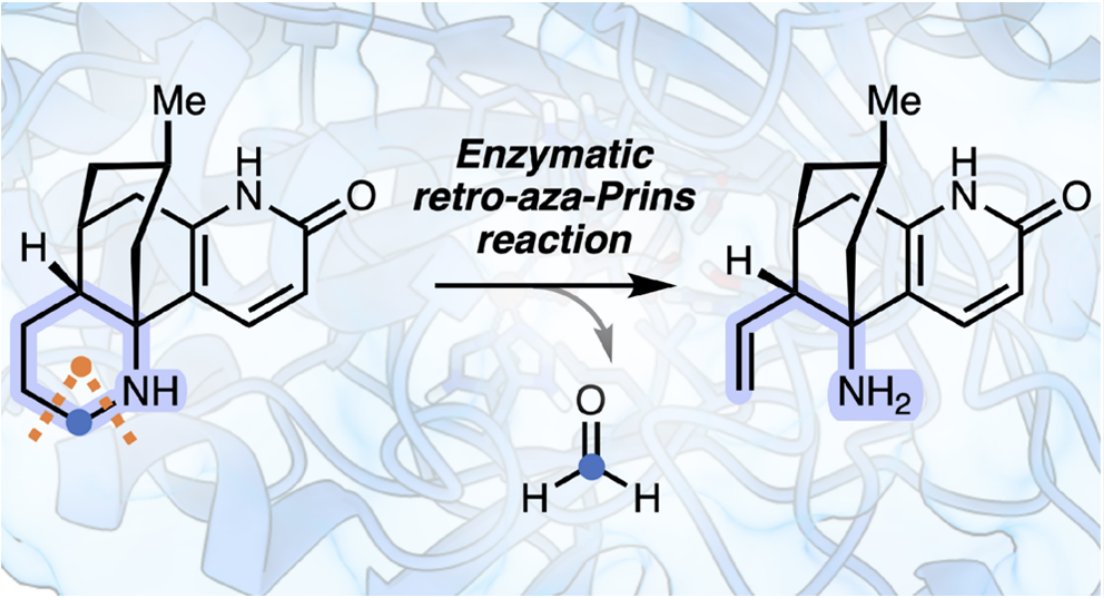 EnzymeChemistry's tweet image. C–C Bond Cleavage in the Late-Stage #Biosynthesis of Huperzine Alkaloids Occurs via #Enzymatic Retro-Aza-Prins Reaction by Stefan E. Payer, Mario Prejanò, Philipp Kögl, Tamara Reiter, Eva-Maria Pferschy-Wenzig, Fahmi Himo, Wolfgang Kroutil in @J_A_C_S pubs.acs.org/doi/10.1021/ja…