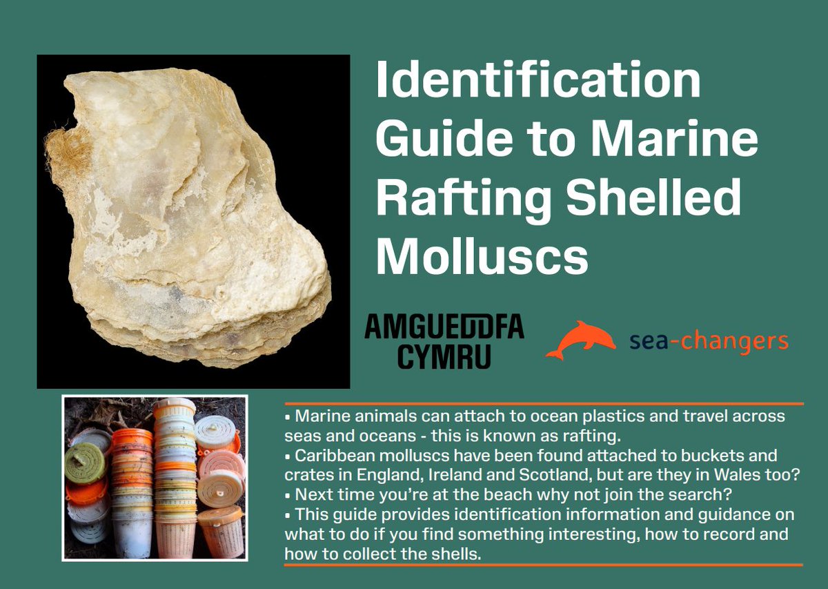 Cardiff Curator (@cardiffcurator) on Twitter photo Keen to look out for unusual non-native species travelling across the Atlantic on floating plastics then why not download our Rafting mollusc identification guide from here: naturalhistory.museumwales.ac.uk/BritishBivalve….
Don’t forget to report any that you find on iRecord or iNaturalist <a href="/InvasiveSp/">Invasive Species Week</a> Keen to look out for unusual non-native species travelling across the Atlantic on floating plastics then why not download our Rafting mollusc identification guide from here: naturalhistory.museumwales.ac.uk/BritishBivalve….
Don’t forget to report any that you find on iRecord or iNaturalist <a href="/InvasiveSp/">Invasive Species Week</a>