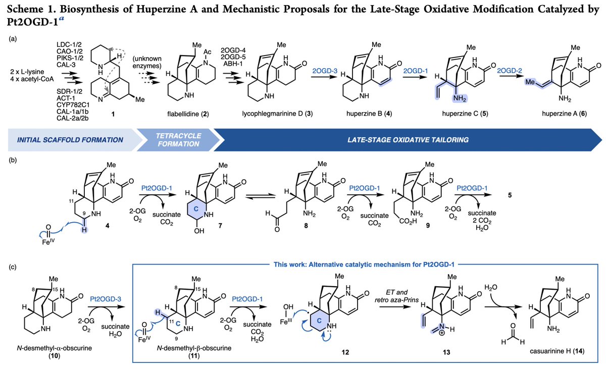 EnzymeChemistry's tweet image. C–C Bond Cleavage in the Late-Stage #Biosynthesis of Huperzine Alkaloids Occurs via #Enzymatic Retro-Aza-Prins Reaction by Stefan E. Payer, Mario Prejanò, Philipp Kögl, Tamara Reiter, Eva-Maria Pferschy-Wenzig, Fahmi Himo, Wolfgang Kroutil in @J_A_C_S pubs.acs.org/doi/10.1021/ja…