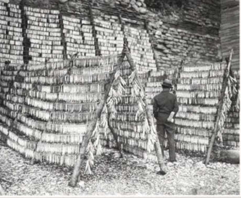 Yıl 1931. Boğazın kültürel mirası balıkçılardan Armanak Efendi çirozlarını hazırlıyor ve kurutmak için asıyor. Görsel güzellik harika.

📷Faik Şenol
