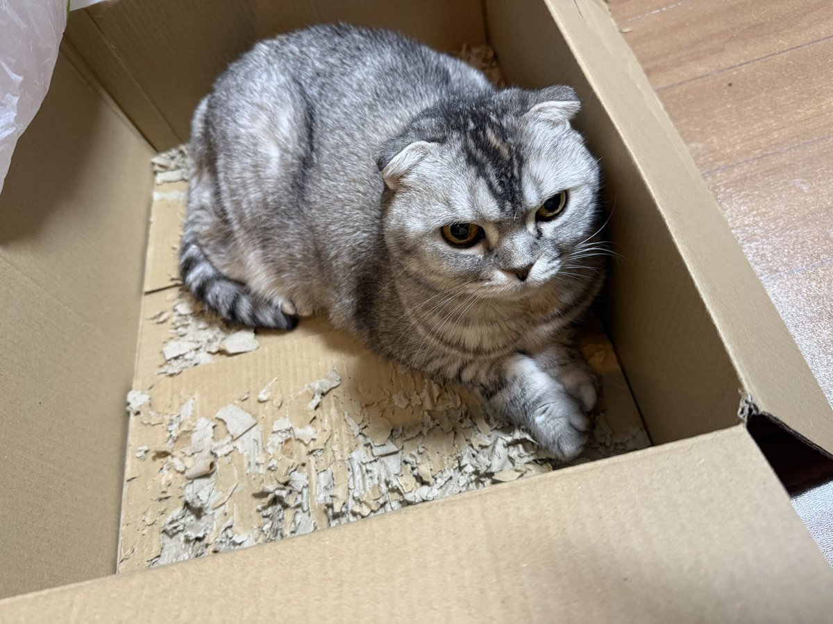 廃棄予定の段ボールを猫が気に入ってしまって捨てられない…