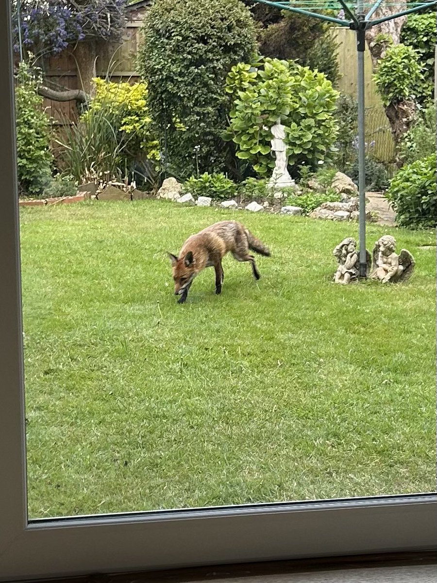 Fox visit yesterday.
