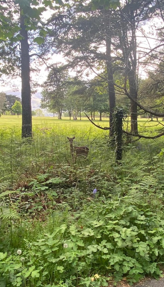 O'Mahony Media (@omahonymedia) on Twitter photo The natural environment provided a near perfect camouflage for this deer in Killarney National Park this afternoon The natural environment provided a near perfect camouflage for this deer in Killarney National Park this afternoon