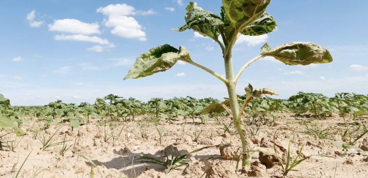 1,4 % du territoire  touché par la désertification
➡️ La France agit pour restaurer ses sols !
Jean-Luc Chotte (ADEME) dans son interview, nous explique ce phénomène 
À lire dans #ADEMEInfos 👉 infos.ademe.fr/urbanisme-terr…