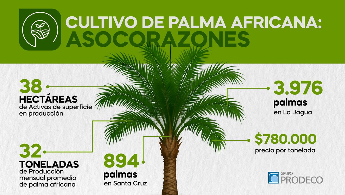 Asocorazones, uno de nuestros proyectos productivos en La Jagua, continúa demostrando que el trabajo constante da frutos. 🌴

Los cultivos de palma africana en Los Corazones y Santacruz avanzan con excelentes resultados, de la mano de aliados técnicos y comerciales. 🌱

#Prodeco