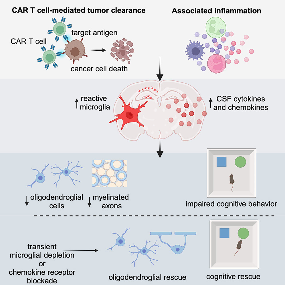 Eric Topol (@erictopol) on Twitter photo New and concerning finding of brain inflammation and cognitive deficit from CAR T cell cancer immunotherapy but ability to mitigate it is also identified (in mouse model)
cell.com/cell/fulltext/⦠<a href="/CellCellPress/">Cell</a> <a href="/michelle_monje/">Michelle Monješļø š¦</a> <a href="/AnnaGeraghty2/">Anna Geraghty</a> <a href="/LehiAcosta/">Lehi Acosta</a> New and concerning finding of brain inflammation and cognitive deficit from CAR T cell cancer immunotherapy but ability to mitigate it is also identified (in mouse model)
cell.com/cell/fulltext/⦠<a href="/CellCellPress/">Cell</a> <a href="/michelle_monje/">Michelle Monješļø š¦</a> <a href="/AnnaGeraghty2/">Anna Geraghty</a> <a href="/LehiAcosta/">Lehi Acosta</a>