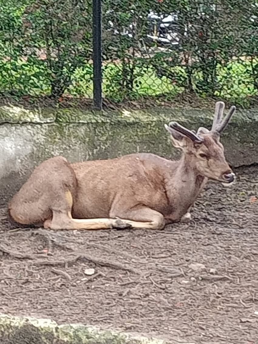 Milandebnathh's tweet photo. Jamshedpur zoo https://t.co/j8BluHMJqC