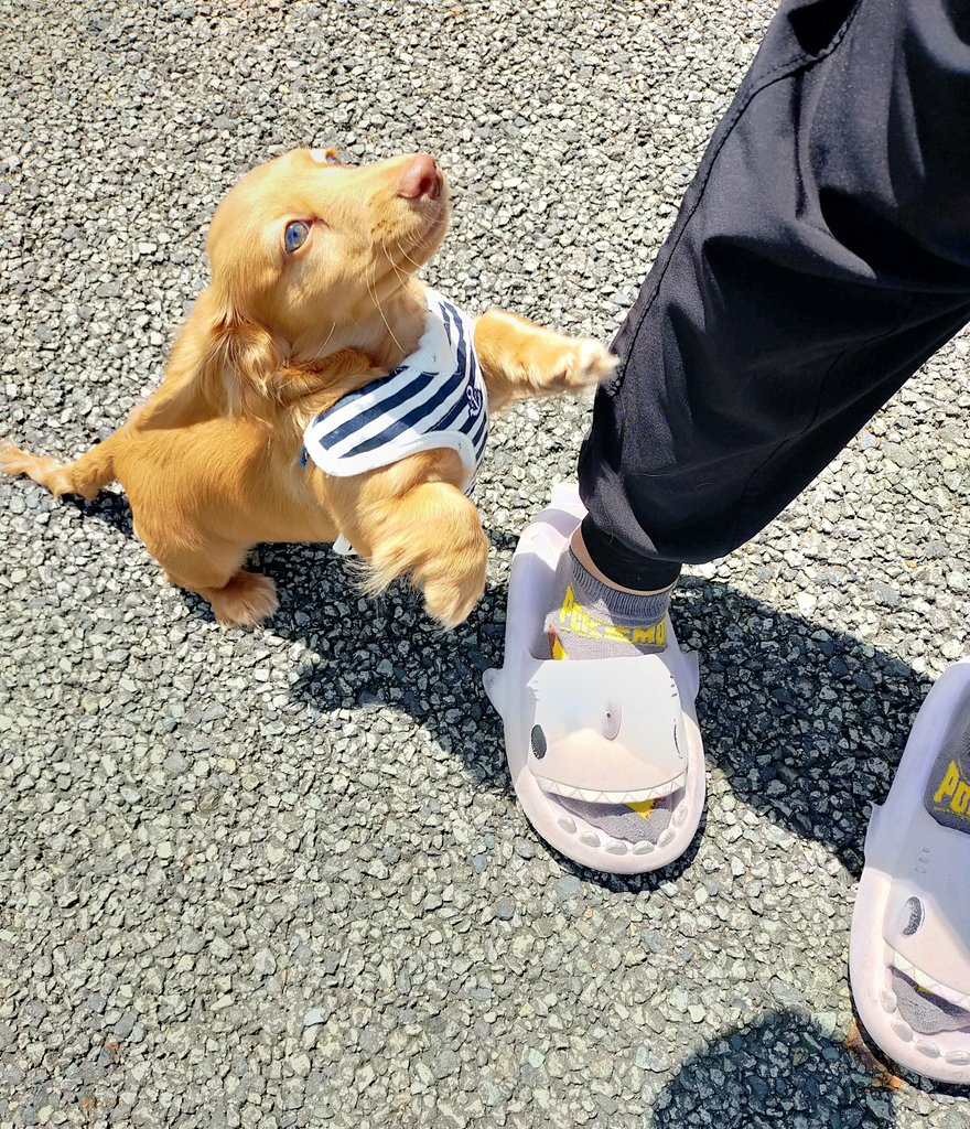 じんちゃん、お散歩中のスーパージャンプ。なんてかわいいのかしら。(リードついてます。(魔除け😈))