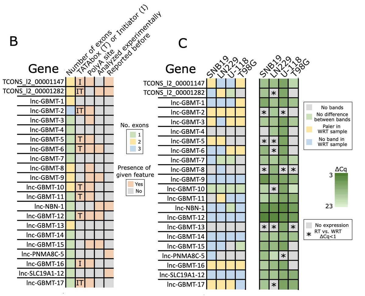 RautajokiLab's tweet image. Our newest paper by Joonas Uusi-Mäkelä et al. about the lncRNAs and their association with cell growth and diffuse glioma subtypes is out now in @SciReports. Study was done in collaboration with @NykterLab . Thanks to everyone involved! 🙂🙏❤️ tinyurl.com/4xyspnph