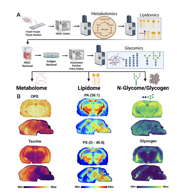 Ramon Sun (@rcsunlab) on Twitter photo 🚨 New in <a href="/NatureComms/">Nature Communications</a>: We present a spatial multi-omics platform that maps the metabolome, lipidome, and glycome from a single brain section. Combining MALDI imaging with our computational tool Sami, we reveal metabolic diversity in health and Alzheimer's disease.
🔗 🚨 New in <a href="/NatureComms/">Nature Communications</a>: We present a spatial multi-omics platform that maps the metabolome, lipidome, and glycome from a single brain section. Combining MALDI imaging with our computational tool Sami, we reveal metabolic diversity in health and Alzheimer's disease.
🔗