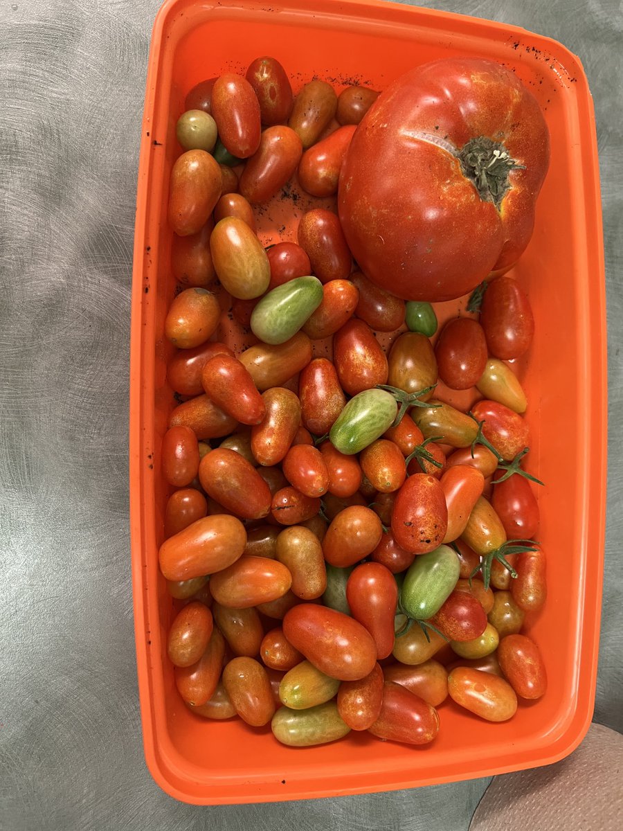 Round 2 from our PreK Garden! ⁦<a href="/NISDFisher/">Fisher Elementary</a>⁩ ⁦<a href="/quintero_rhaps/">Rhapsody Quintero</a>⁩ ⁦<a href="/Martinez5th/">Carmen Martinez</a>⁩ ⁦<a href="/NISDSpecialEd/">NISD Special Ed</a>⁩ ⁦<a href="/NISDElemEnviron/">NISD Elementary Environmental Science</a>⁩ ⁦<a href="/NISD_ECE/">Northside ISD Early Childhood Education</a>⁩
