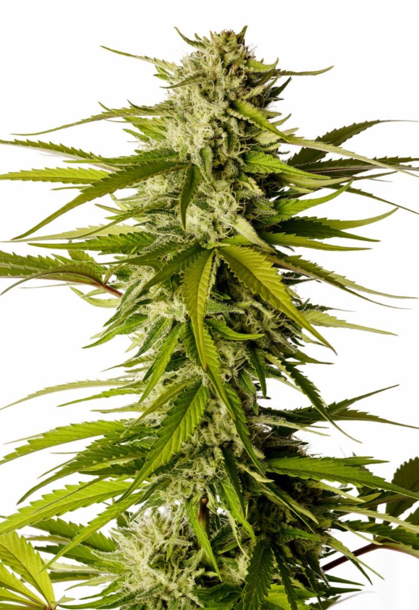 KannabiaSeedsUS's tweet photo. BREAK-UP CAKE AUTO by #KannabiaSeeds 🌱 @IntKannabia @KannabiaSeeds @Kannabia_Samen 💯🙌😍🧡💚
ℹ️ #Break_UpCakeAuto #seeds ➡️ https://t.co/zAhHdNvP1j
Auto 🌻
Wedding Cake x OG Kush x Ruderalis
Indica dominant hybrid
-20% of #discount !! 🛒🥳
#cannabisculture https://t.co/1pN287MiKi
