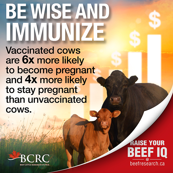Vaccines are an investment into the health, welfare and productivity of a beef herd.

Find tips for getting the most out of your vaccines. ⬇️
beefresearch.ca/topics/vaccina…