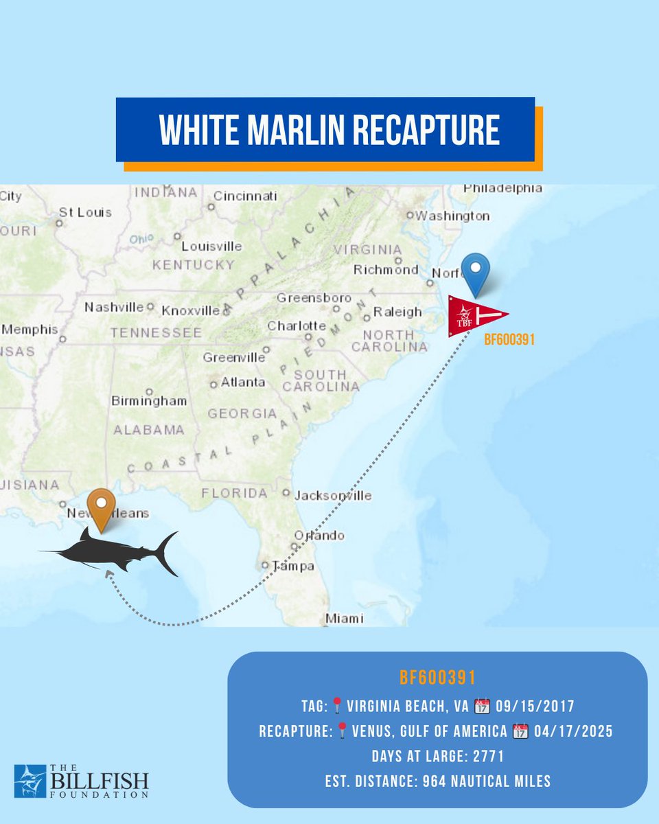 🚨 Tag to Recapture Journey 🚨

A white marlin tagged off Virginia Beach in 2017 was recaptured 7.5 years later—963 miles away in the Gulf of Mexico!

Now 78 lbs (up from 60), still in excellent shape.
🔗 tagbillfish.org