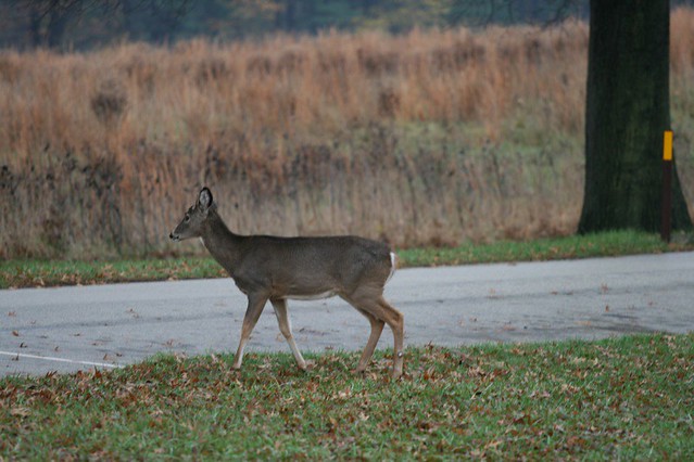 We've noticed an increase in reports of dead animals, particularly deer and their young. 🦌
 
Please be extra vigilant while driving, especially at night. 
 
If a deer crosses the road in front of you, slow down immediately as others could follow. 🦌🦌
 
#wildlifewatch