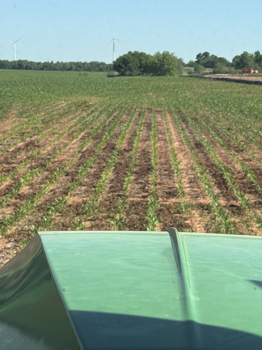 Train your wild hogs to cultivate your corn.