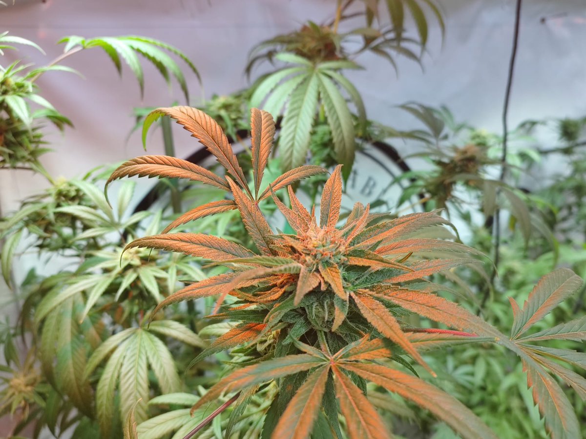 Apoyo lumínico ✨

.
.
#primerclubcannabicodechile
#asociacioncannabica
#dispensariomedicinal
#club