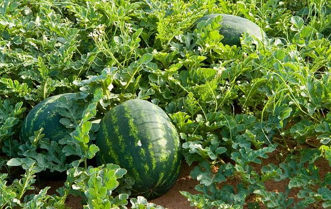 AfDAN (@afdanafrica) on Twitter photo The ASALs in Kenya are largely fertile. All the residents need is constant water supply and knowledge management for sustainable food production.
Through Climate Smart Agriculture, ours is to help realize aspirations and actualize dreams
<a href="/WRIClimate/">WRI Climate</a> <a href="/redcrosske_EOC/">KRCS Emergency Operations Center</a> <a href="/theGCF/">Green Climate Fund</a> The ASALs in Kenya are largely fertile. All the residents need is constant water supply and knowledge management for sustainable food production.
Through Climate Smart Agriculture, ours is to help realize aspirations and actualize dreams
<a href="/WRIClimate/">WRI Climate</a> <a href="/redcrosske_EOC/">KRCS Emergency Operations Center</a> <a href="/theGCF/">Green Climate Fund</a>