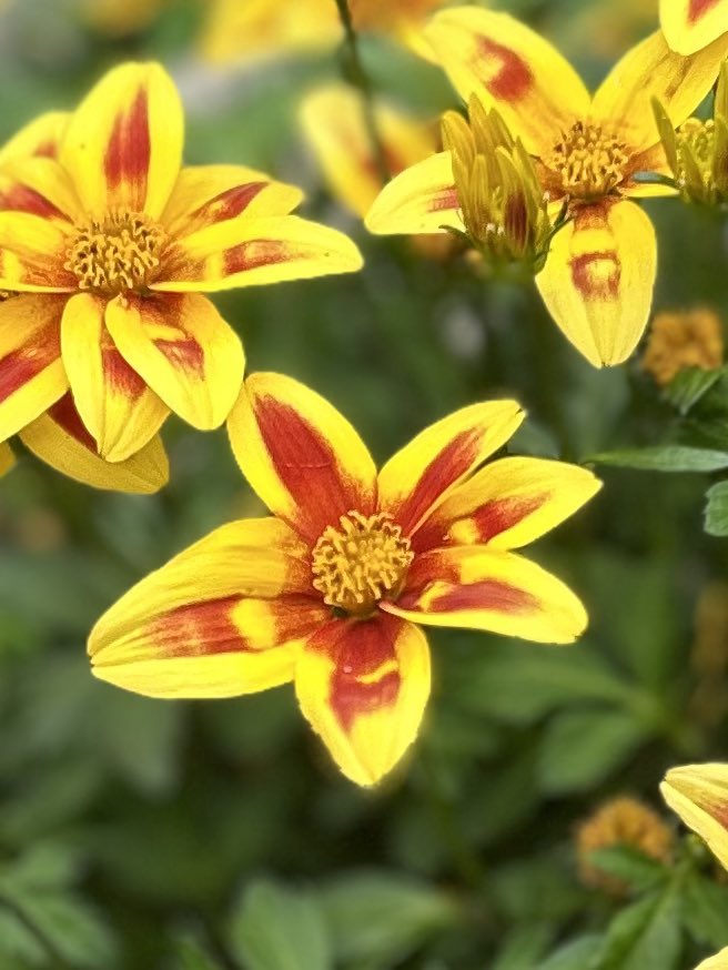 Tantan8325's tweet image. "Tiny blooms of scarlet and gold appear.
Swaying thoughts and quiet prayers
Entwine in its hues—my heart trembles.
I bloom gently,
Where friendship and love softly meet." - Tantan
〜 Heartfelt union 〜
Dahlia ‘Bishop of Llandaff’