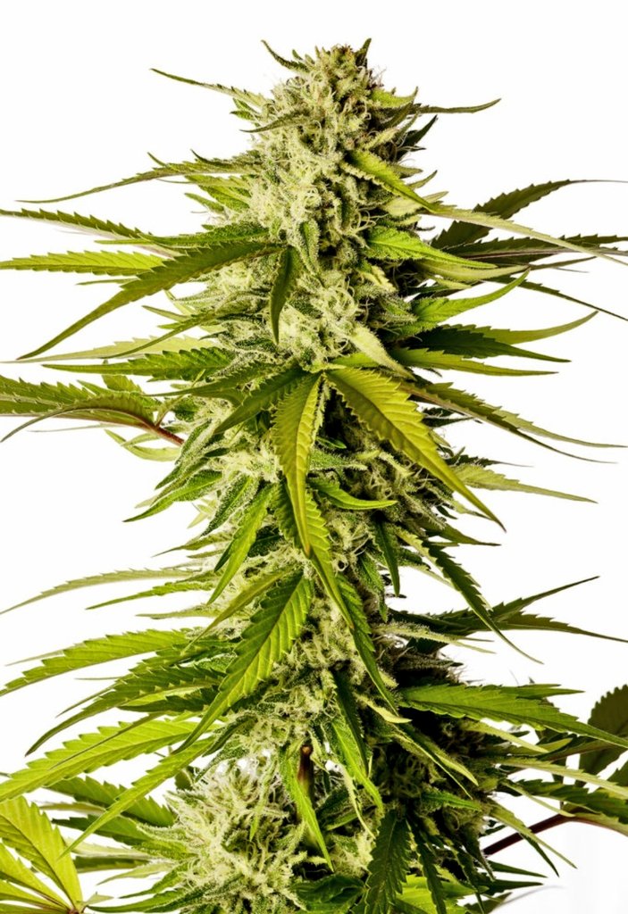 KannabiaSeeds's tweet photo. BREAK-UP CAKE AUTO by #KannabiaSeeds 🌱 @IntKannabia @Kannabia_US @Kannabia_Samen 💯🙌😍🧡💚
ℹ️ #Break_UpCakeAuto #seeds ➡️ https://t.co/gPfQMNR6tV
Auto 🌻
Wedding Cake x OG Kush x Ruderalis
Indica dominant hybrid
-30% of #discount !! 🛒🥳 https://t.co/ifDwxz94hs