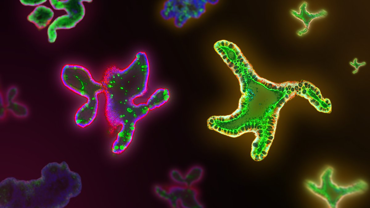 You're invited! 📩 Join our live webinar on June 4th with Dr. Martin Stahl to be among the first to learn about our new intestinal #organoid culture medium: IntestiCult™ Plus Organoid Growth Medium. 

Register to save your spot: bit.ly/4mfkgMC