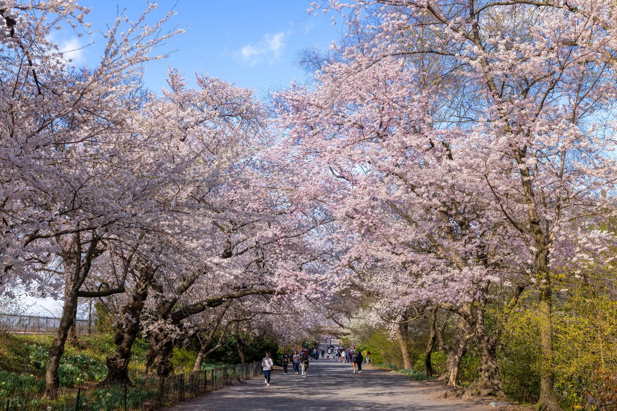 Lynn Novick (@lynnnovick) on Twitter photo Excited to announce that I'm working on a new film about the history of Central Park to air on PBS in 2028. The Park is the highest democratic expression of what a city should be as well a shared backyard, and place to experience the healing power of nature. <a href="/CentralParkNYC/">Central Park</a> Excited to announce that I'm working on a new film about the history of Central Park to air on PBS in 2028. The Park is the highest democratic expression of what a city should be as well a shared backyard, and place to experience the healing power of nature. <a href="/CentralParkNYC/">Central Park</a>